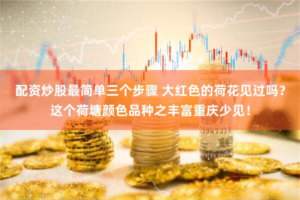 配资炒股最简单三个步骤 大红色的荷花见过吗？这个荷塘颜色品种之丰富重庆少见！